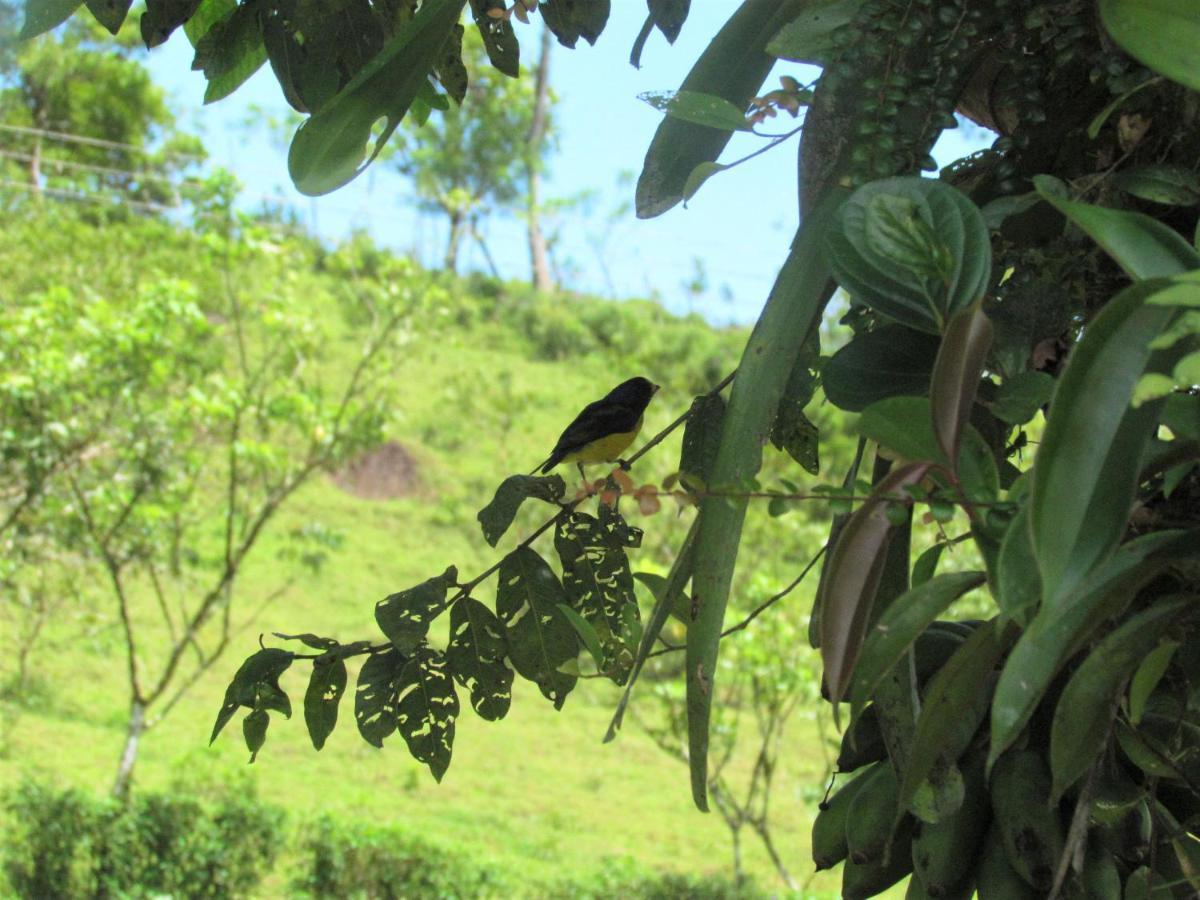 Posada Rio Celeste La Amistad מראה חיצוני תמונה