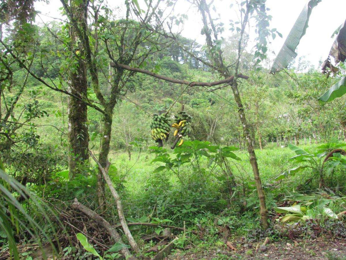 Posada Rio Celeste La Amistad מראה חיצוני תמונה